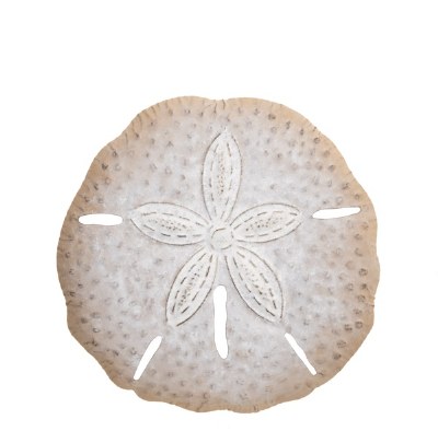 15" White and Beige Sand Dollar Coastal Metal Wall Art Plaque