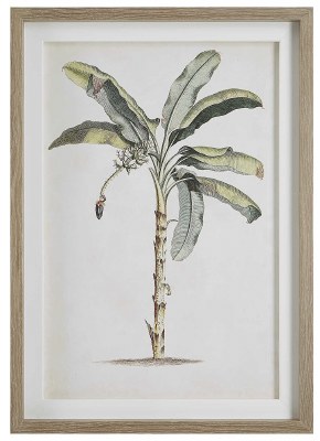35" x 25" Banana Tree Without Sprouts Coastal Print in a Wood Frame Under Glass