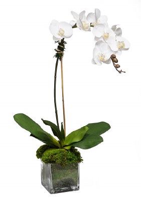 28" Faux White Single Orchid in a Square Glass Vase