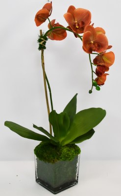 28" Faux Coral Single Orchid in a Square Glass Vase