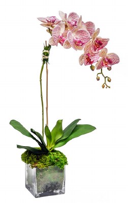 28" Faux Pink Stripe Orchid in a Square Glass Vase
