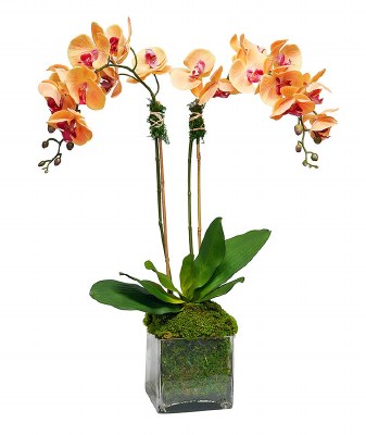 28" Faux Sunset Double Orchids in a Square Glass Vase