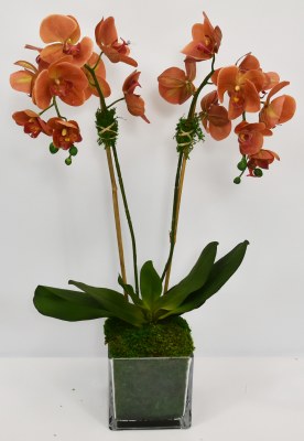 28" Faux Coral Double Orchids in a Square Glass Vase