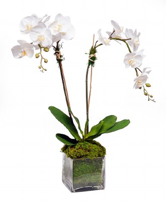 28" Faux White Double Orchids in a Square Glass Vase