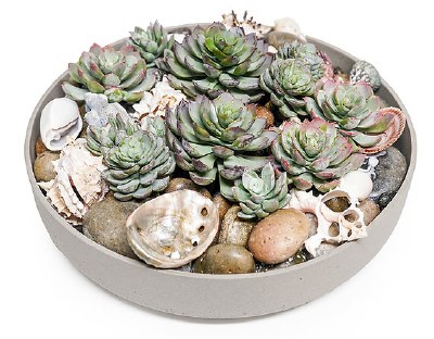 15" Round Faux Succulents and Shells in a Low Gray Bowl