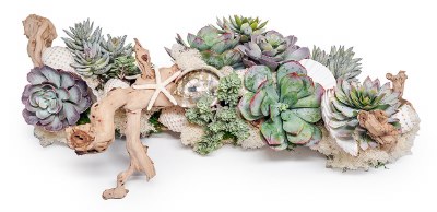 28" Faux Succulents and Shells on Driftwood