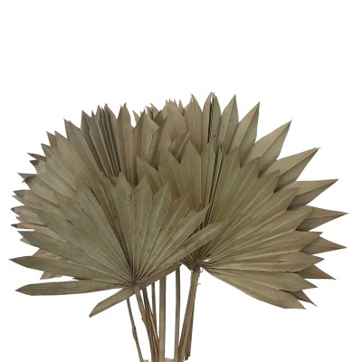 Bundle of Ten Dried Natural Palmetto Palm Fronds
