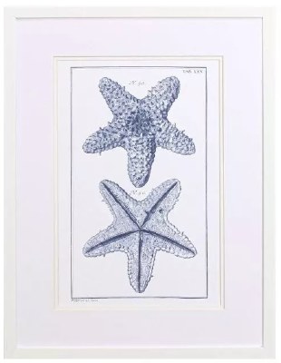 25" x 19" Two Blue Starfish Coastal Framed Print Under Glass