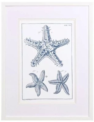 25" x 19" Three Blue Starfish Coastal Framed Print Under Glass