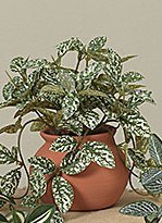 7" Faux Spot Leaf Plant in a Terracotta Pot