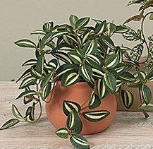 7" Faux Stripe Leaf Plant in a Terracotta Pot