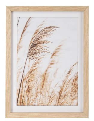 16" x 12" Big Plume Pampas Grass Framed Print Under Glass