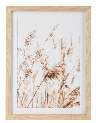 16" x 12" Medium Plume Pampas Grass Framed Print Under Glass