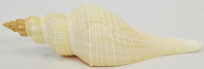 7"-8" Hemifusus Tuba Shell