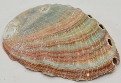 3"-3.5" Pink Abalone Kamstcha Shell