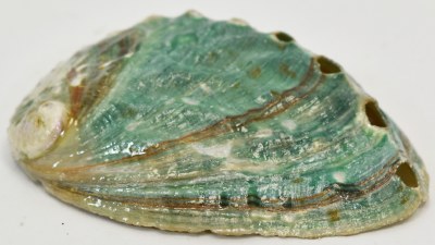 3"-3.5" Teal and Brown Abalone Kamstcha Shell