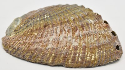 5"-6" Green Abalone Shell