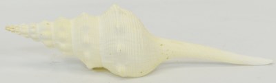 8"-10' Fusinus Long Shell