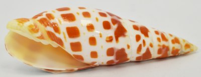3"-4" Mitra Mitra Shell