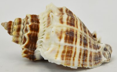 2.5"-3" Florida King Crown Shell