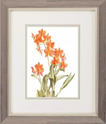 11" x 9" Orange Orchids Framed Print Under Glass