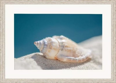 22" x 31" Conch Shell Framed Coastal Print Under Glass