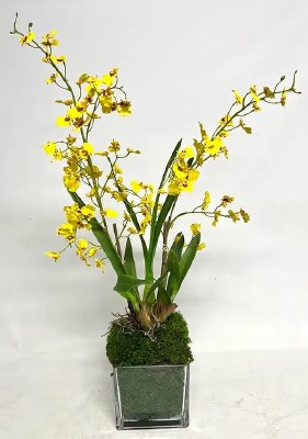 30" Faux Yellow Oncidium in a Clear Glass 6" Cube