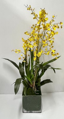 38" Large Faux Yellow Oncidium in a Clear Glass 8" Cube
