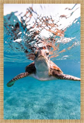 28" x 26" Hey There 1 Framed Coastal Print Under Glass