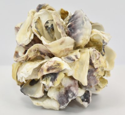 4" Oyster Shell Orb
