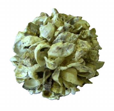 5" Oyster Shell Orb