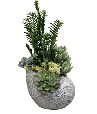 16" Faux Succulents in a Gray Nautilus Shell Pot
