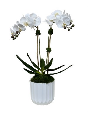 Faux Double White Orchids in a White Fluted Plastic Pot