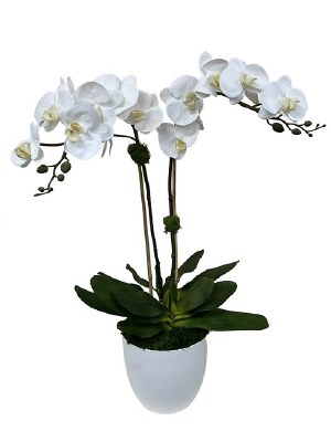 32" Faux White Two Orchids in a White Plastic Pot