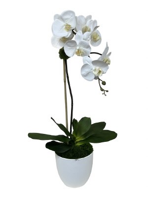 30" Faux Single White Orchid in a White Plastic Pot