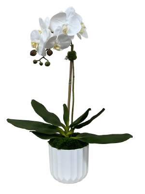 Faux Single White Orchid in a White Fluted Plastic Pot