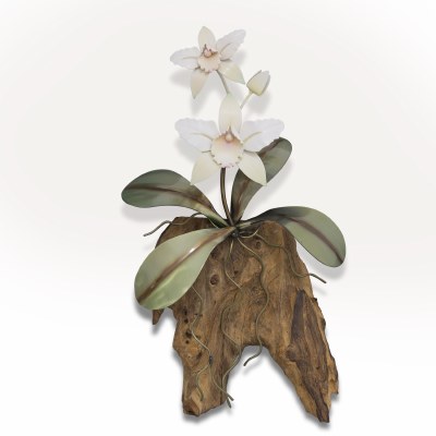 14" x 8" Small White Cattaleya Orchid With Gamal Wood Coastal Wall Art Plaque MM935W