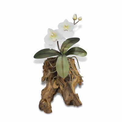 13" x 8" Small White Phalaenopsis Orchid With Gamal Wood Coastal Wall Art Plaque MM936W