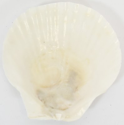 4.5" White Pecten Shell