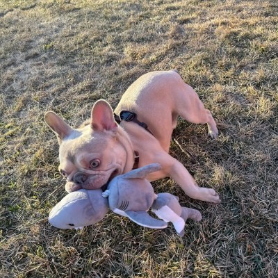 Triple Jointed Shark Dog Toy