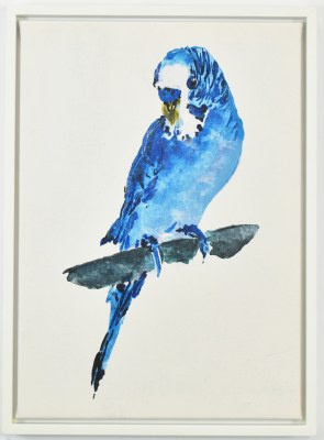 22" x 16" Blue Budgie Facing Forward Tropical Canvas in a White Frame