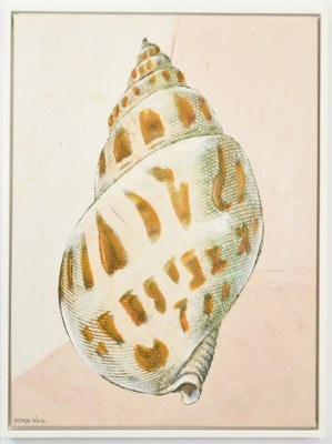 32" x 24" Brown Spotted Seashell 2 Coastal Canvas in a White Frame