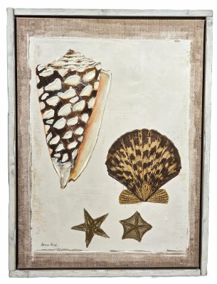 32" x 24" Cone Shell and Scallop Coastal Framed Canvas