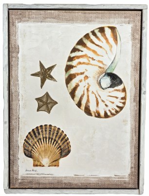32" x 24" Nautilus and Scallop Coastal Framed Canvas