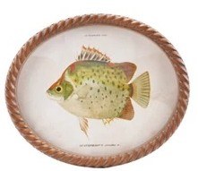 11" x 13" Oval Green Spots Fish Framed Print Under Glass
