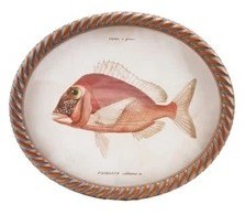11" x 13" Oval Red Fish Framed Print Under Glass