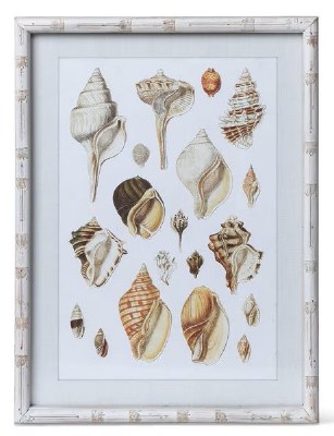 22" x 16" 19 Large Seashells Coastal Print in a Distressed White Frame