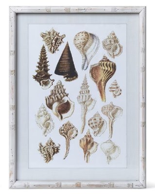 22" x 16" 16 Large Seashells Coastal Print in a Distressed White Frame