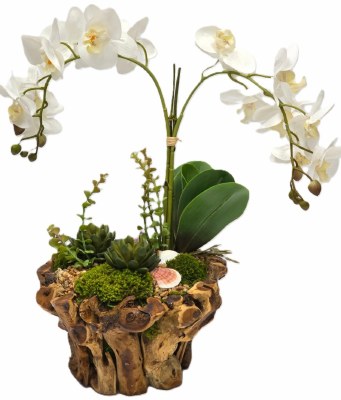 20" Faux Two White Orchids With Shells in a Wood Bowl