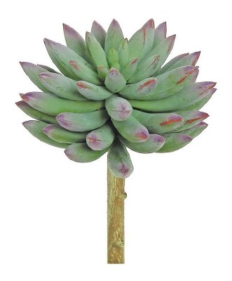 5" Faux Sage and Purple Finger Succulent
